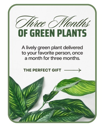 Plant Subscription (3) Plant in Kannapolis, NC | MIDWAY FLORIST OF KANNAPOLIS