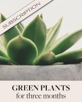 Plant Subscription (3) Plants