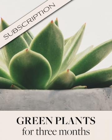 Plant Subscription (3) Plants