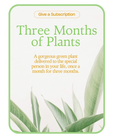 Plant Subscription (3) Plants in Du Bois, PA | BRADY STREET FLORIST