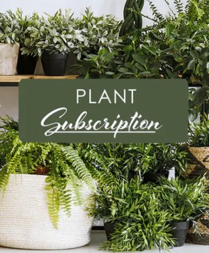 Plant Subscription 4" Plant in container