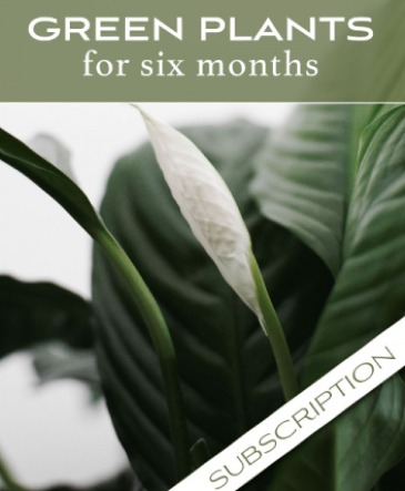 Plant Subscription  6 Months  in San Rafael, CA | BURNS FLORIST