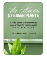Plant Subscription (6) Plant