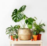 Monthly Plant  Subscription
