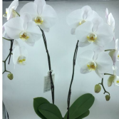 White 2 stem Orchid Plant
