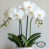 White 3 stem Orchid Plant