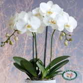 White 2 stem Orchid Plant