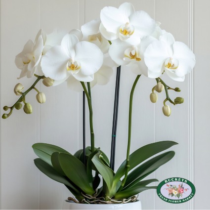 White 3 stem Orchid Plant
