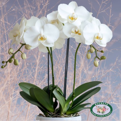 White 2 stem Orchid Plant