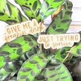 Plant with "Drink/Survive" Signs Florist's Choice Green Plant