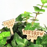 Plant with "Grow Girl/Thirst Trap" Signs Florist's Choice Green Plant