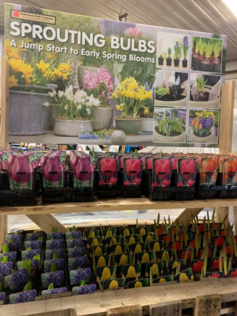 Plant Your Own Bulb Garden Kit Spring Bulb Gardens