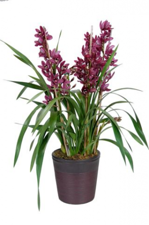 Planta de Orquídea Cymbidium Planta