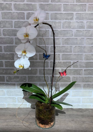 Planted Orchid in a glass vase 