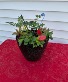 Planter Annuals