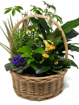 Planter Basket T-5 Blooming Plant