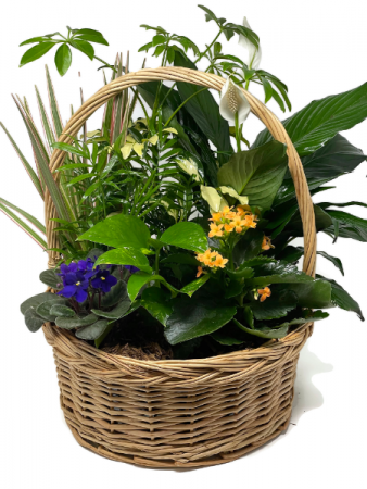 Planter Basket T-5 Blooming Plant