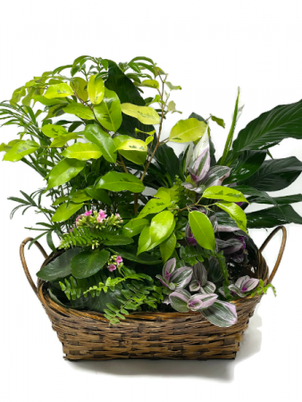 Planter Basket T-6 Blooming Plant
