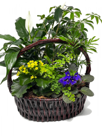Planter Basket T-7 Blooming Plant