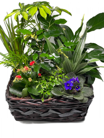 Planter Basket T-8 Blooming Plant