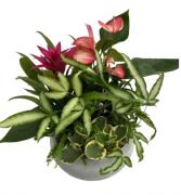 Planter: Blue Mist Anthurium 