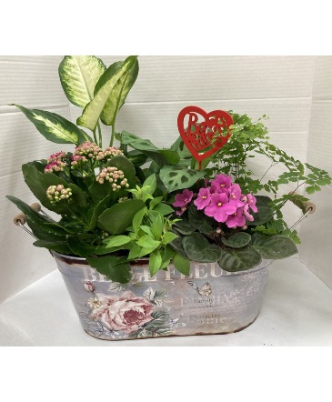 Indoor Planter  green and flowering plants  in Edson, AB | YELLOWHEAD FLORISTS LTD