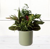Planter in Decorative Pot 