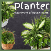 Planter-Dishgarden