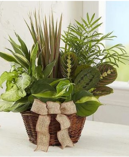 Planter Garden in a Basket  Plant