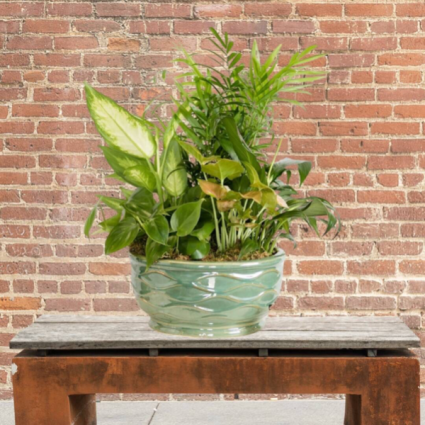 Planter in Pottery