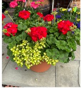 Charming Reds Planter Pot