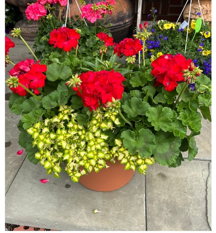 Charming Reds Planter Pot