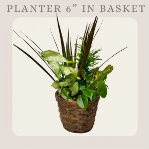 6” Basket Planter Plant