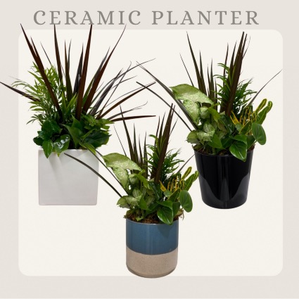 Planter-In Ceramic 