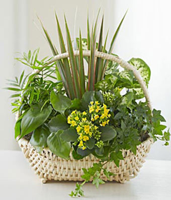 Planter with Blooming
