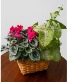 Planter with Blooming Flower 