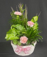 Basket Planter with Fresh Flowers 