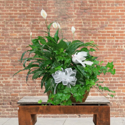 Planter with Dove