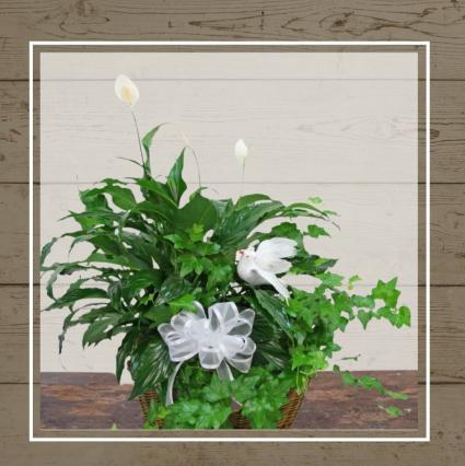 Planter with Dove