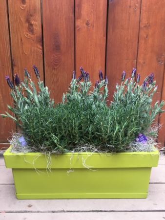 Image of Rosemary and lavender planted together in pot