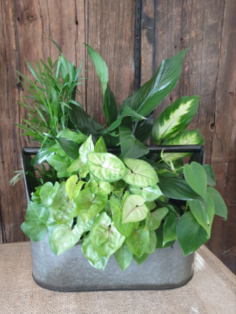 Planters fresh green plants