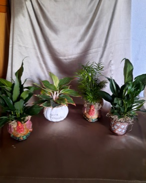 Plants in a Thanksgiving Container