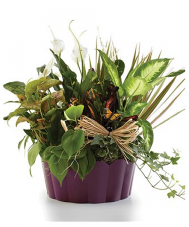 Plants A Plenty Potted Plants