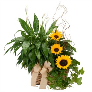 Plants and Sunshine - As Shown (Deluxe) Basket