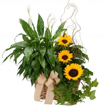 Plants and Sunshine in Vinton, VA | CREATIVE OCCASIONS EVENTS, FLOWERS & GIFTS Plants and Sunshine in Vinton, VA | CREATIVE OCCASIONS EVENTS, FLOWERS & GIFTS