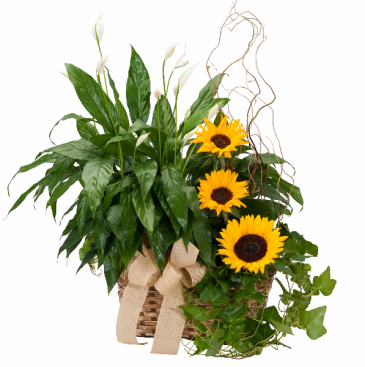 Plants and Sunshine Basket