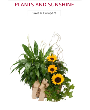 Plants and Sunshine live plants & flowers