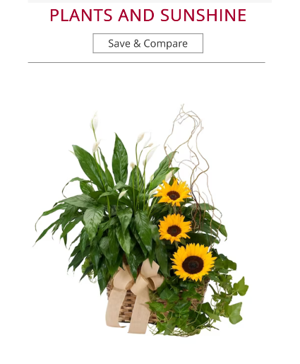 Plants and Sunshine live plants & flowers