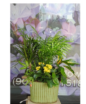Plants Birthday / Get Well
