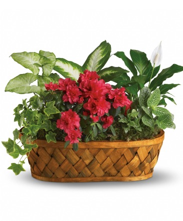 Plants Galore - Wilsons Best Seller in Arlington, TX | Wilsons in Bloom Plants Galore - Wilsons Best Seller in Arlington, TX | Wilsons in Bloom